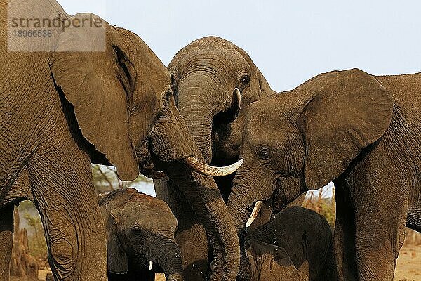 Afrikanischer Elefant (loxodonta africana)  Nahaufnahme von Köpfen mit Stoßzähnen  in der Nähe des Chobeflusses Botswana