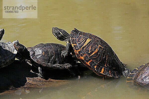 Rotohrschildkröte (trachemys scripta elegans)  erwachsen