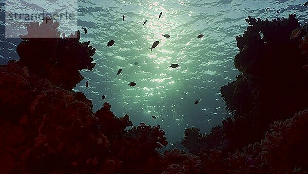 Silhouetten von tropischen Fischen schwimmt neben Korallenriff auf Oberfläche Wasser und untergehende Sonne Hintergrund  Gegenlicht (Contre jour) . Leben am Korallenriff bei Sonnenuntergang  Rotes Meer  Ägypten  Afrika