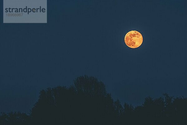 Goldener Mond in der dunklen Nacht hängt über Baumsilhouetten am blaün Nachthimmel