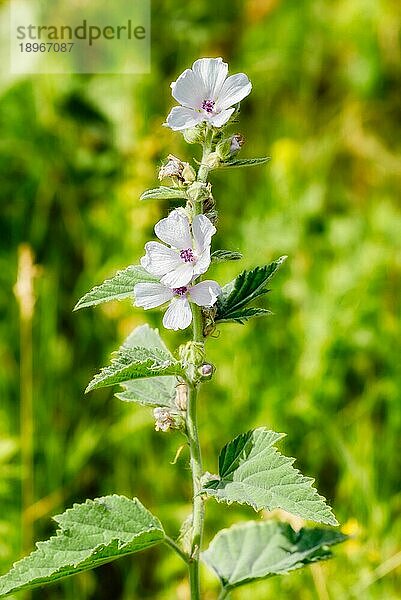 Eine weiße Eibischblüte (Althaea) auf der grünen Wiese unter der warmen Sommersonne