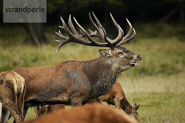 Rothirsch (cervus elaphus)  röhrender Hirsch während der Brunftzeit  Schweden  Europa