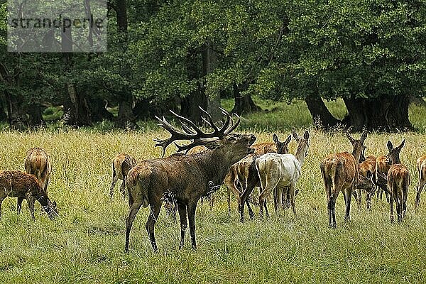 Rothirsch (cervus elaphus)  röhrender Hirsch während der Brunftzeit  Schweden  Europa