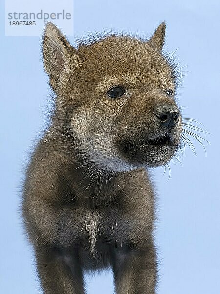 Eurasischer Wolf (Canis lupus lupus)  Welpe  Jungtier  juvenil  captive  3.5 Wochen  Tierportrait  Studioaufnahme  Hintergrund blau