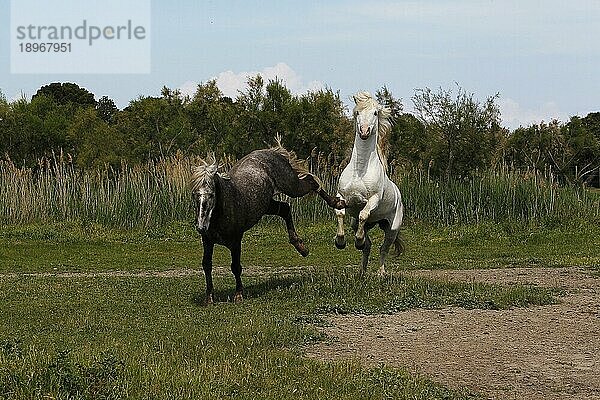 Camargue Pferd  Erwachsene und Junge spielen  Saintes Marie de la Mer in Südfrankreich