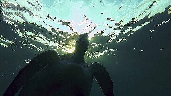 Silhouette der Grüne Meeresschildkröte (Chelonia mydas) schwimmt auf der Wasseroberfläche in den morgendlichen Sonnenstrahlen bei Sonnenaufgang  Gegenlicht (Contre jour) Rotes Meer  Ägypten  Afrika