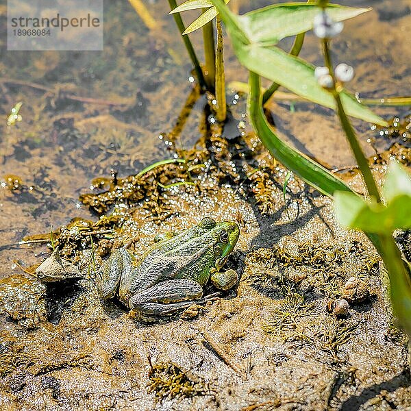 Nahaufnahme eines grünen Frosches in der Nähe des Flusses Dnjepr in Kiew  Ukraine  Europa