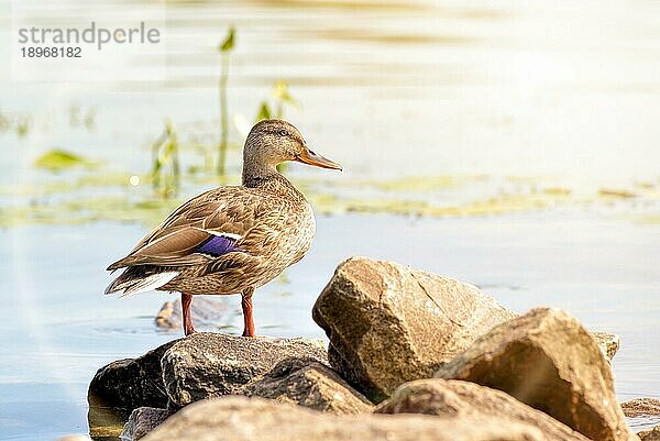 Eine weibliche Ente steht in der Morgendämmerung in Kiew in der Nähe des goldenen Wassers des Flusses Dnjepr