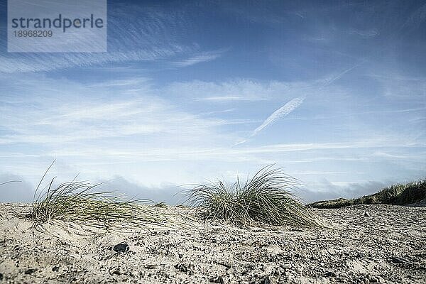 Lymegras an einem nördlichen Strand unter blauem Himmel im Sommer