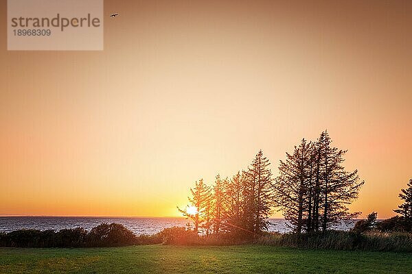 Sonnenuntergang am Meer mit Kiefernsilhouetten am späten Abend