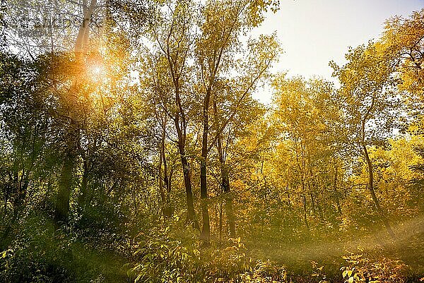 Herbstwald in der Ukraine an einem sonnigen Tag