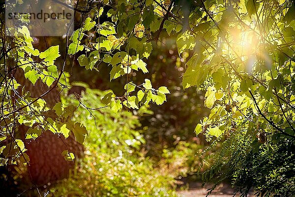 Hybride aus Vitis riparia und Vitis berlandieri Trauben im Wald unter der warmen Herbstsonne
