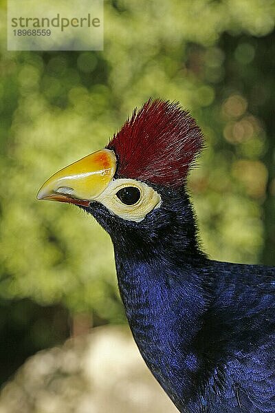 Ross's Turaco  musophaga rossae  Portrait eines Erwachsenen mit schönen Farben