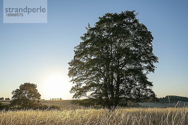 Bergahorn (Acer pseudoplatanus)  Solitärbaum  im Gegenlicht mit Sonnenstern  Thüringen  Deutschland  Europa