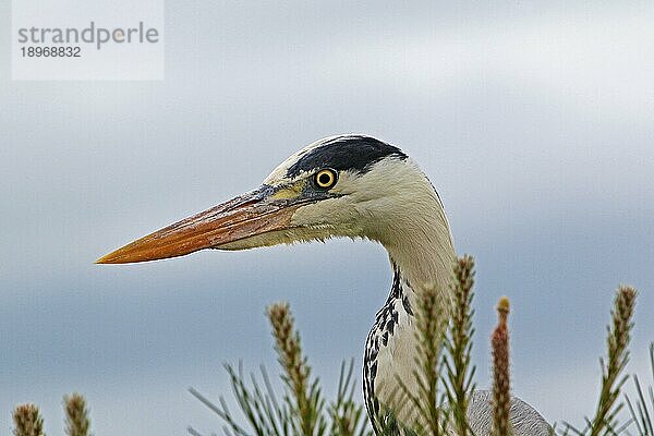 Graureiher (ardea cinerea)  Porträt eines Erwachsenen  Camargue in Südfrankreich