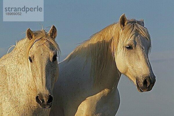 Camargue Pferd  Porträt von Erwachsenen  Saintes Marie de la Mer in Südfrankreich