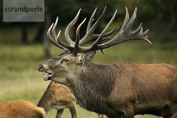 Rothirsch (cervus elaphus)  röhrender Hirsch während der Brunftzeit  Schweden  Europa