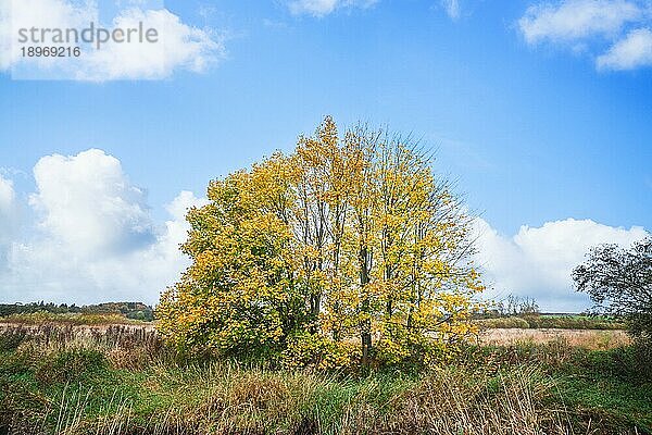 Bunte Herbstlandschaft mit Bäumen in gelben und grünen Farben an einem hellen Tag