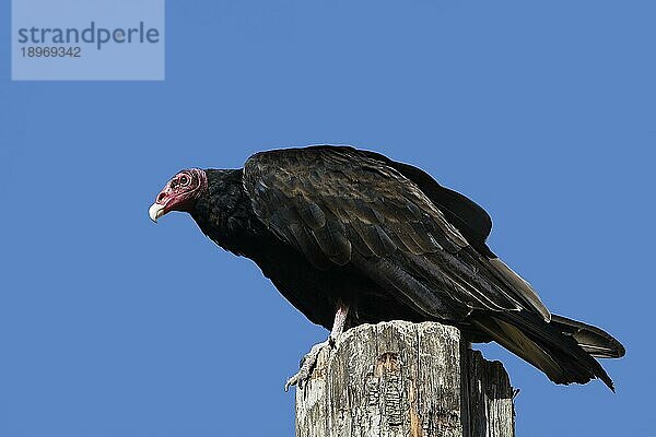 Südamerikanischer Truthahngeier (cathartes aura) ruficollis  erwachsen