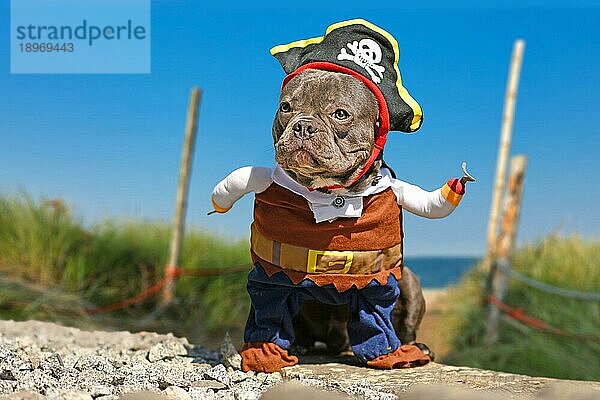 Französische Bulldogge im Piratenkostüm mit Hut und Hakenarm am Strand stehend