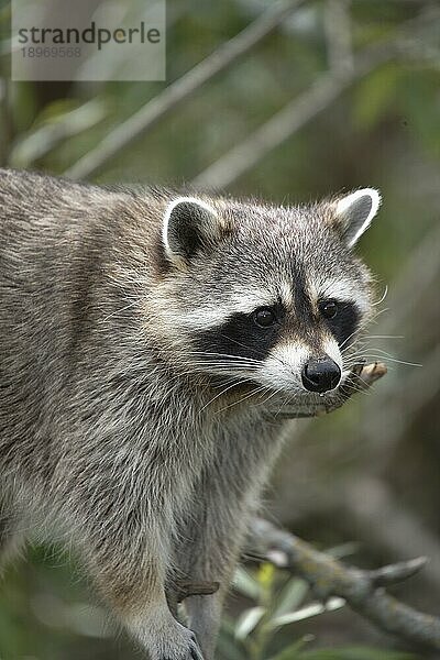 Waschbär (Procyon lotor)  erwachsen