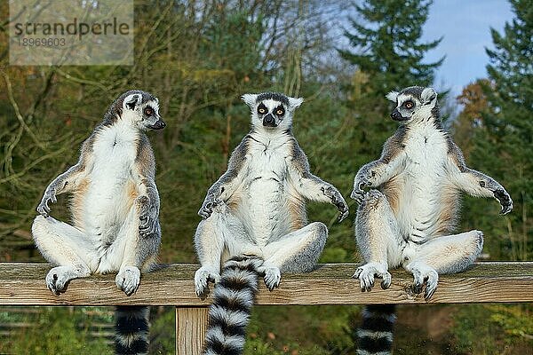 Katta (Lemur catta)  adult drei Tiere sitzen zusammen und sonnen sich  wachsam  captive