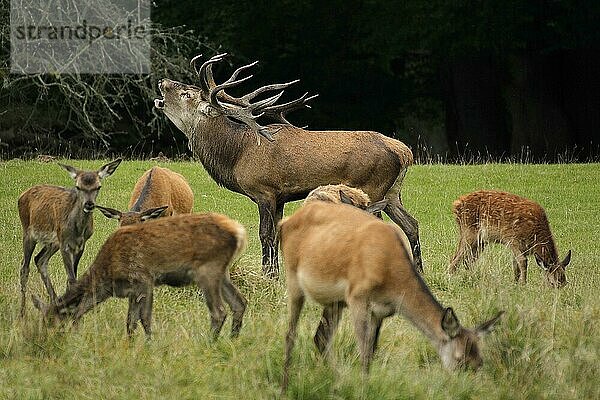 Rothirsch (cervus elaphus)  röhrender Hirsch während der Brunftzeit  Schweden  Europa