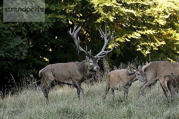 Rothirsch (cervus elaphus)  Hirsche und Weibchen  Schweden  Europa