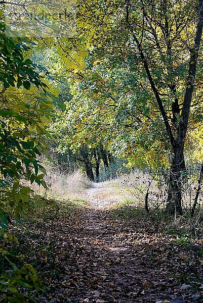 Herbstlicher Waldweg zwischen Ahorn  Eichen und Pappeln an einem sonnigen Tag