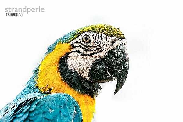 Porträt eines Aras Papagei vor weißem Hintergrund