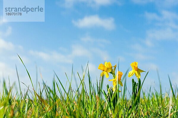 Gelbe Narzissen auf einem Feld zu Ostern