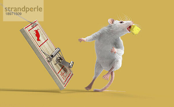 Weiße Maus entkommt mit Käse aus der Falle