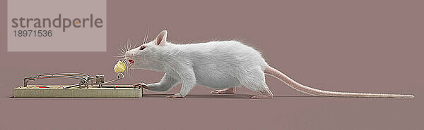 Weiße Maus nähert sich dem Käse in der Mausefalle