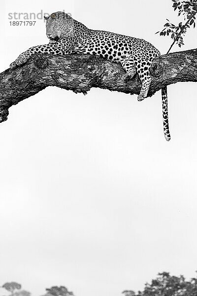 Ein männlicher Leopard  Panthera pardus  liegt in einem Marula-Baum  Sclerocarya birrea  in Schwarz und Weiß.