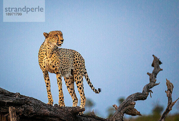 Ein männlicher Gepard  Acinonyx jubatus  steht auf einem umgestürzten Baum.