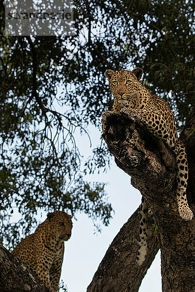 Ein weiblicher und männlicher Leopard  Panthera pardus  zusammen in einem Marula-Baum  Sclerocarya birrea.