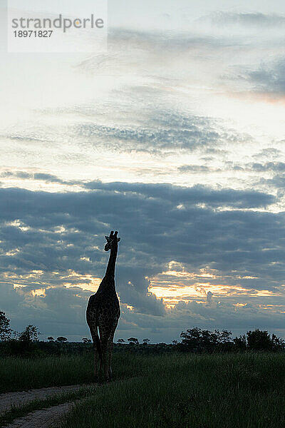 Eine Silhouette einer Giraffe  Giraffa  im hohen Gras  Hintergrund bei Sonnenuntergang.