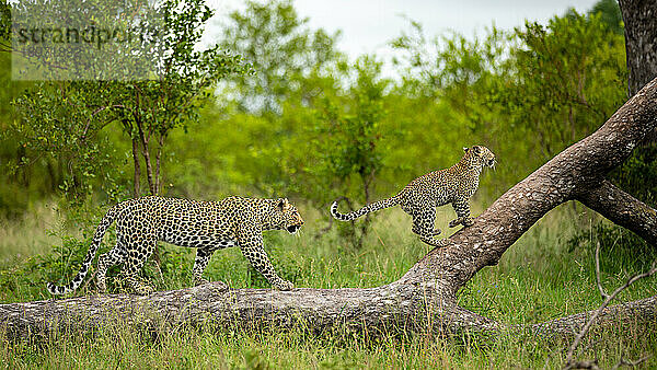 Eine Leopardin und ihr Junges  Panthera pardus  klettern auf einen Baum.