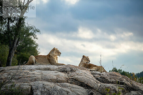 Zwei Löwinnen  Panthera leo  liegen zusammen auf einem Felsen.
