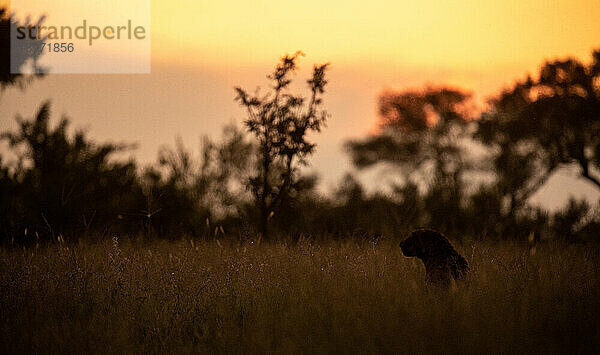 Die Silhouette eines männlichen Leoparden  Panthera pardus  der im hohen Gras sitzt.