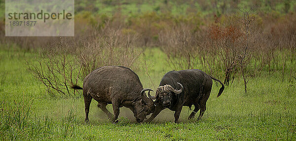 Zwei kämpfende Büffel  Syncerus caffer.