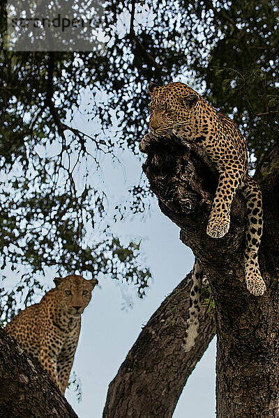 Ein weiblicher und männlicher Leopard  Panthera pardus  zusammen in einem Marula-Baum  Sclerocarya birrea.