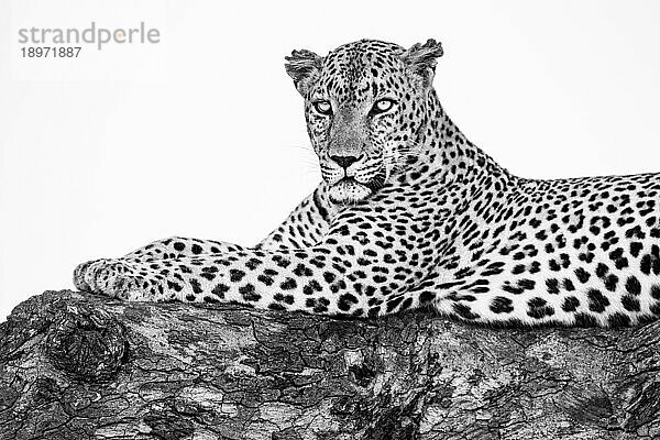 Eine Nahaufnahme eines männlichen Leoparden  Panthera pardus  der mit erhobenem Kopf auf einem Ast liegt  in Schwarz und Weiß.