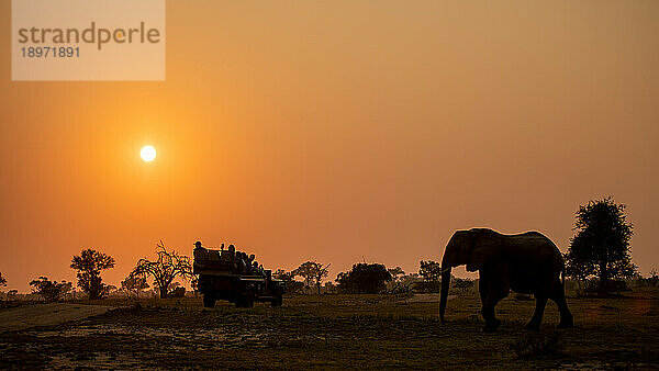 Silhouette eines Elefanten  Loxodonta africana  bei Sonnenuntergang  ein orangefarbenes Leuchten am Himmel.