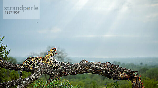 Eine Leopardin  Panthera pardus  ruht auf einem toten Ast  gähnt  Seitenansicht.