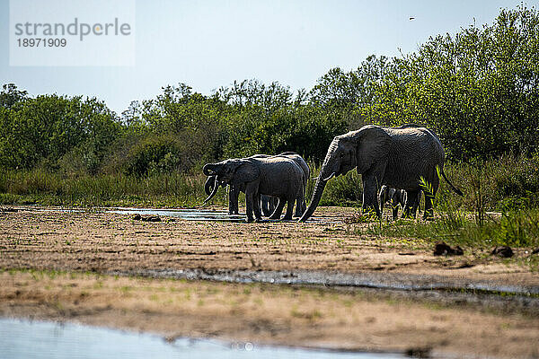 Eine Elefantenherde  Loxodonta africana  trinkt aus einem Fluss.