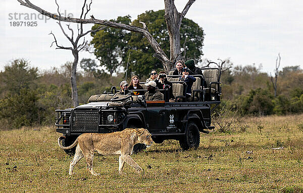 Eine Löwin  Panthera leo  läuft vor einem Safarifahrzeug.