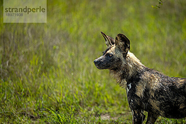 Ein Wildhund  Lycaon pictus  steht im Gras.