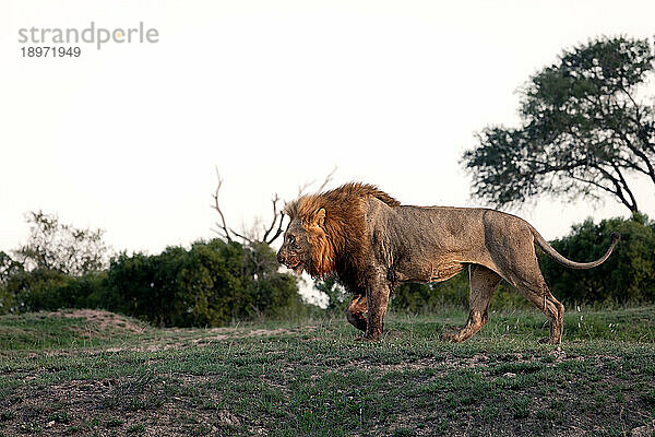 Seitenansicht eines männlichen Löwen  Panthera leo  beim Gehen.