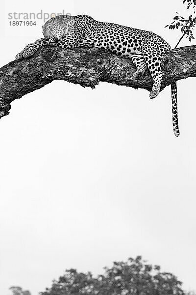 Ein männlicher Leopard  Panthera pardus  schläft in einem Marula-Baum  Sclerocarya birrea  in Schwarz und Weiß.